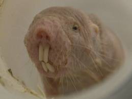 Rato-Toupeira-Pelado